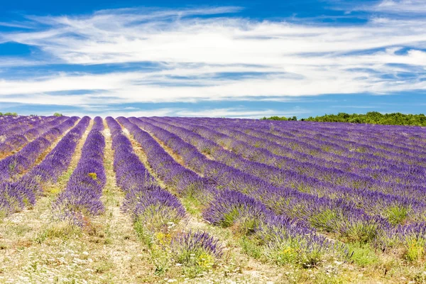 Levandulové pole, Provence, Francie — Stock fotografie