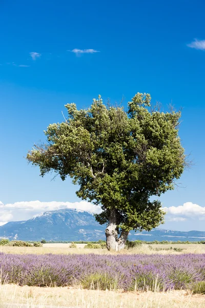 Bir ağaç, plato de Valensole, Provence alanıyla lavanta — Stok fotoğraf