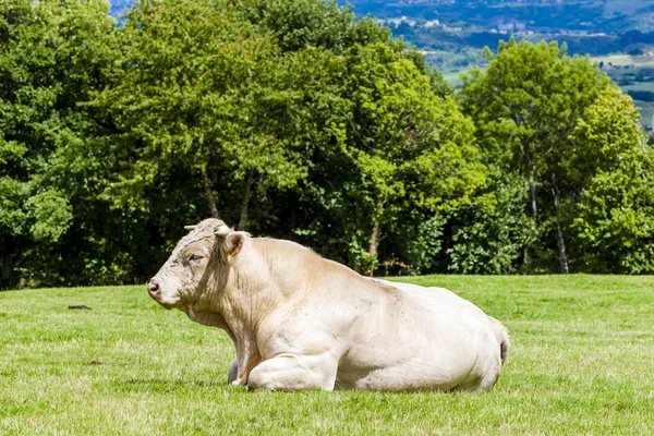 Krowa na łące, Rhone-Alpes, Francja — Zdjęcie stockowe