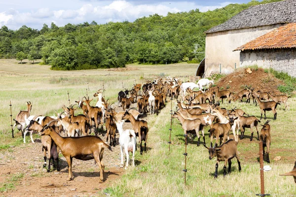 Manada de cabras en los pastos, Aveyron, Mediodia Pirineos —  Fotos de Stock