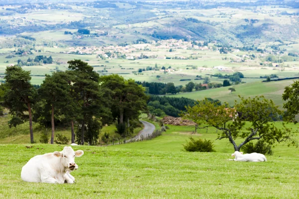 Vacas no prado, Rhone-Alpes, França — Fotografia de Stock