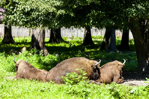 Bisons, Bialowieski nasjonalpark, Podlaskie voivodskap – stockfoto