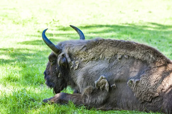 Bisonte, Parque Nacional Bialowieski, Voivodato Podlaskie —  Fotos de Stock