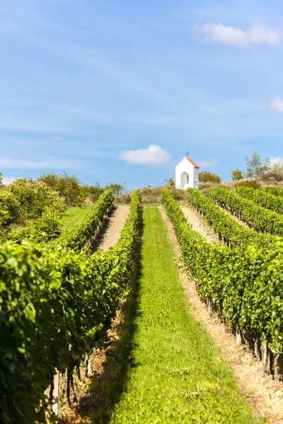 Wayside near Hnanice with vineyard, Southern Moravia — Stock Photo, Image