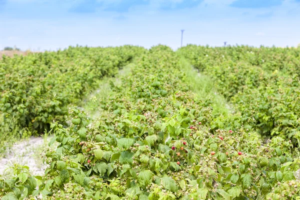 Himbeersträucher im Sommer — Stockfoto