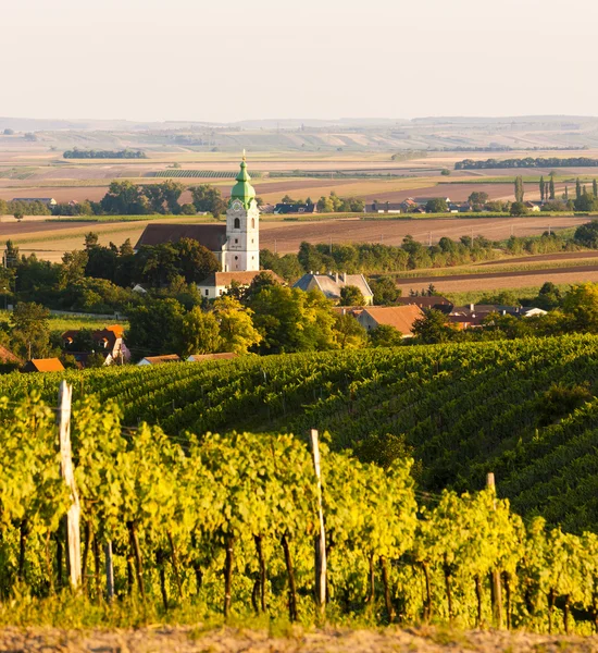 Vignoble près de Unterretzbach, Basse-Autriche — Photo