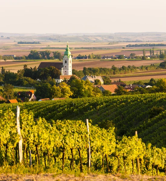 Vinice u Unterretzbach, Dolní Rakousko — Stock fotografie