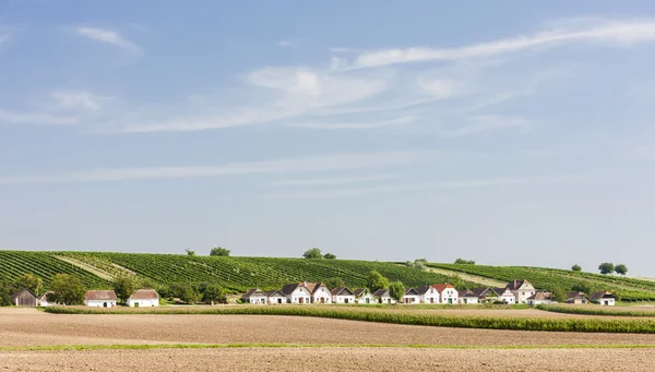 Wijnkelders met wijngaard, Diepolz, Neder-Oostenrijk — Stockfoto