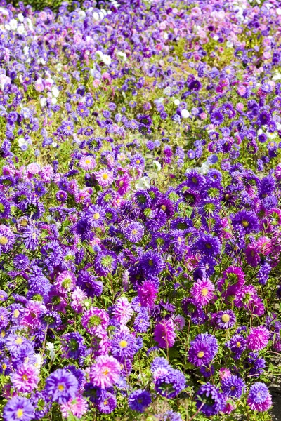 A virágágyásba a az őszirózsák — Stock Fotó