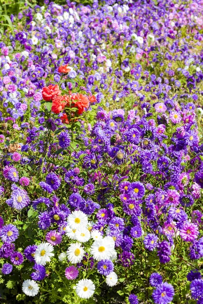Flowerbed of the the asters — Stock Photo, Image