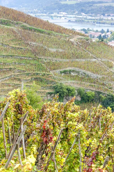 Grand cru vineyard of Cote Rotie, Rhone-Alpes — Stock Photo, Image