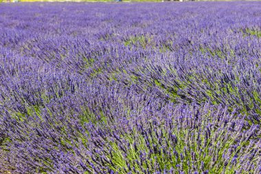 Lavanta alan, plato de Valensole, Provence