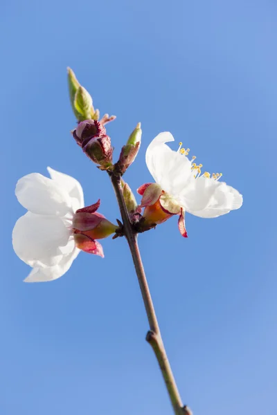 Detalj av blomma aprikos träd — Stockfoto