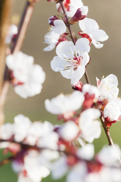 Detail of blossom apricot tree — Stock Photo, Image