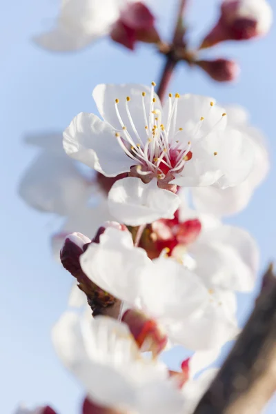 Detalj av blomma aprikos träd — Stockfoto