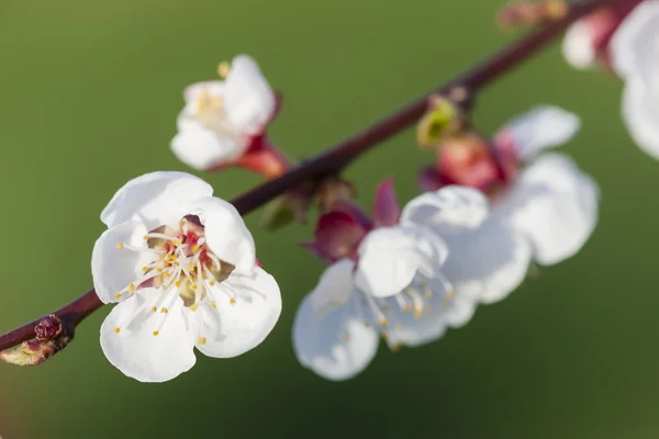 Detalhe da árvore de damasco de flor — Fotografia de Stock