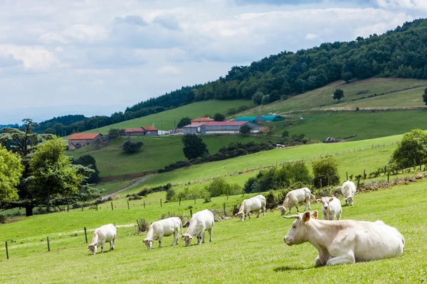 Rebaño de vacas, Ródano-Alpes, Francia — Foto de Stock