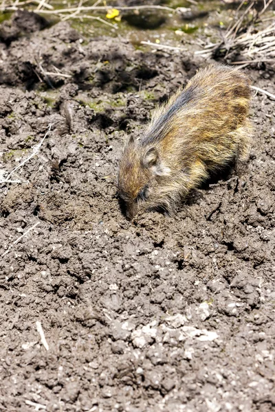 野生のイノシシ、Bialowieski 国立公園、ポドラシェ県 — ストック写真