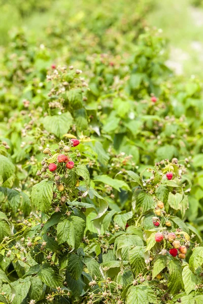 Close up of raspberry bushes — Stock Photo, Image