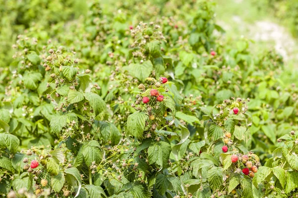 Primer plano de los arbustos de frambuesa — Foto de Stock