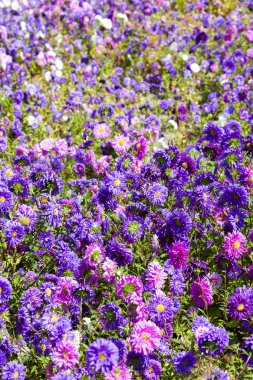 Aster flowerbed