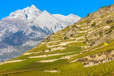 Üzüm bağları Sion bölgesinde, Kanton Valais