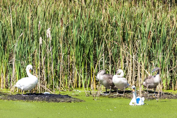 Swans at pond — Stock Photo, Image