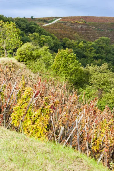 Grand cru vineyard of Cote Rotie, Rhone-Pées — стоковое фото