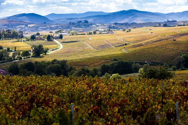 Üzüm bağları, Beaujolais, Rhône-Alpes — Stok fotoğraf