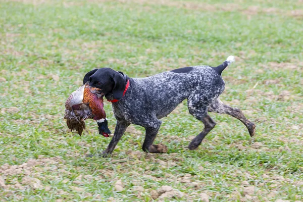 Perro de caza con una captura — Foto de Stock