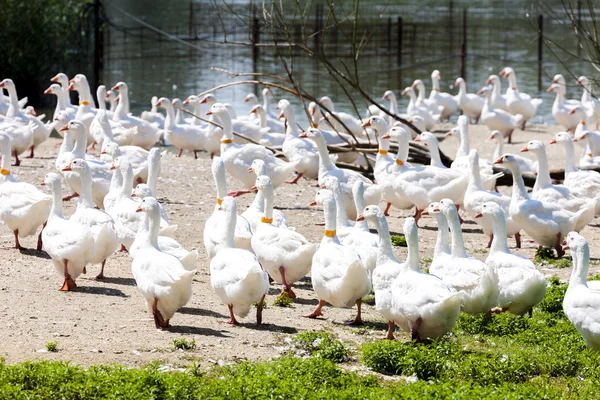 养鹅场，捷克共和国 — 图库照片