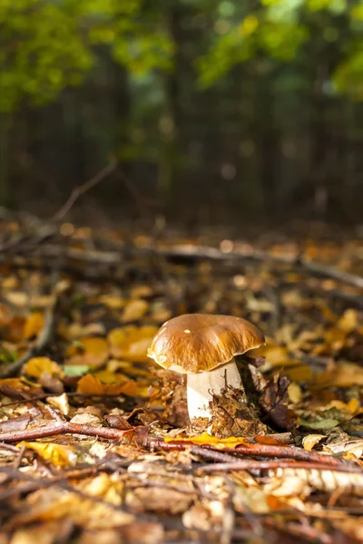 Edible mushroom in forest — Stock Photo, Image