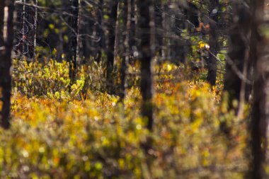 Çam ormanı Sibirya'da saplanmış