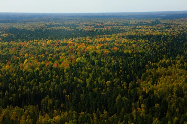 Sibirya Tayga havadan görünümü