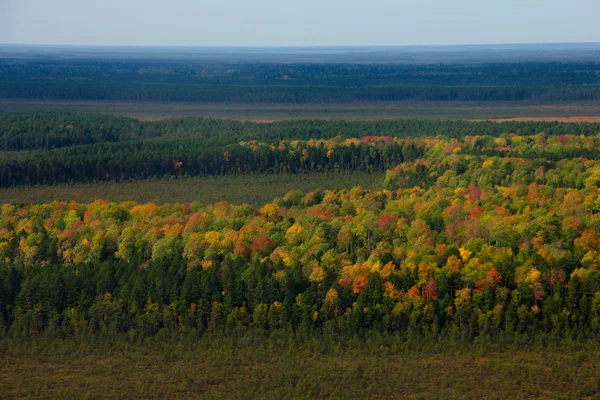 Sibirya Tayga havadan görünümü