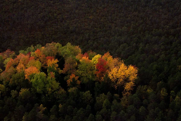 Sibirya Tayga sonbahar renkleri