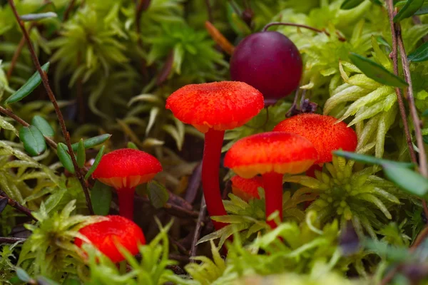 Red mushrooms in moss — Stock Photo, Image