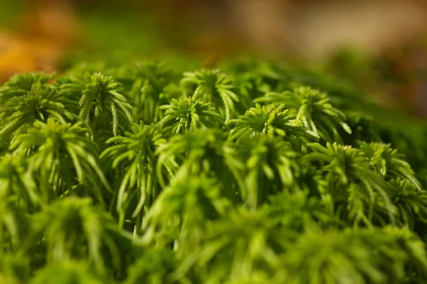 Sphagnum moss closeup görünümü