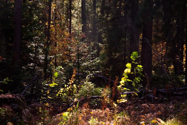 Dark taiga forest in autumn — Stock Photo, Image