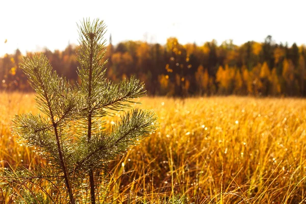 Genç sonbahar ağacı çam