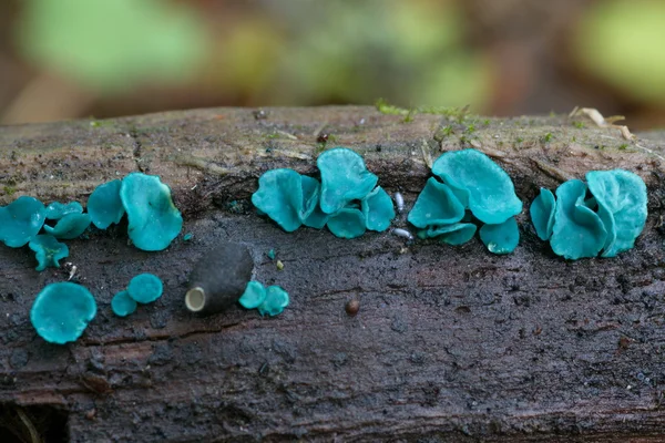 Fungo clorociboria sulla corteccia degli alberi — Foto Stock