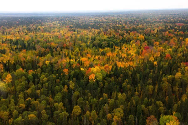 Veduta aerea della taiga siberiana — Foto Stock