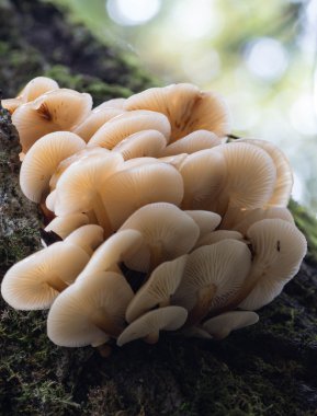 Vahşi Kadife şaftlı mantar