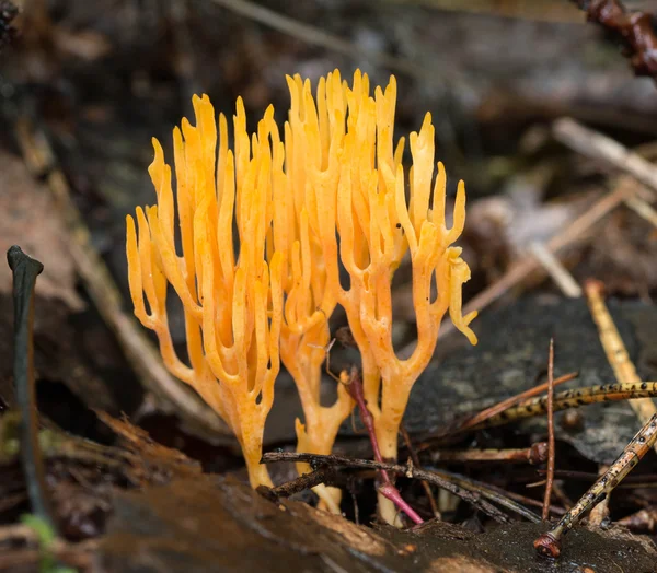 Bright orange coral fungus — Stock Photo, Image
