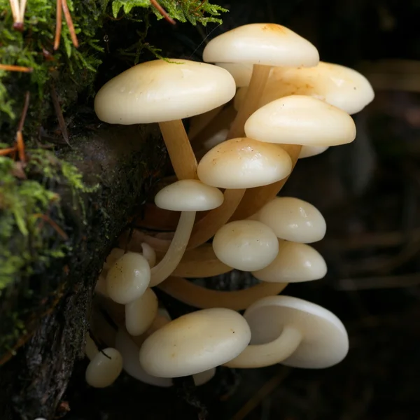Cogumelos enokitake selvagens — Fotografia de Stock