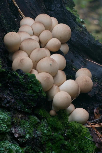 Puffballs on a mossy trunk — Stock Photo, Image