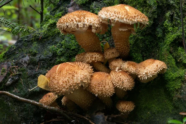 Cogumelos Pholiota na floresta — Fotografia de Stock