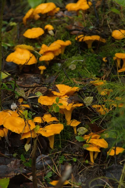 Big group of wild chanterelles in the forest — Stock Photo, Image