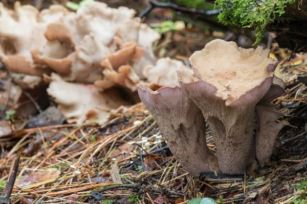 Violet chanterelle mushrooms — Stock Photo, Image