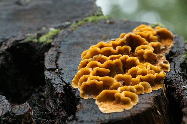 Fungos de estéreo de laranja em um toco de árvore — Fotografia de Stock
